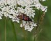 Leptura aurulenta